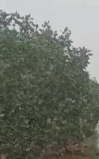 اجاره باغ های پسته بالای ۱۰ هکتار بصورت عرف درصدی