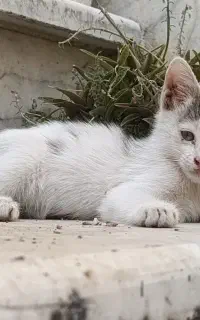 واگذاری گربه سفید خوشگل رایگان
