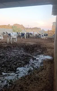 به دو کارگر وارد برای گاو داری