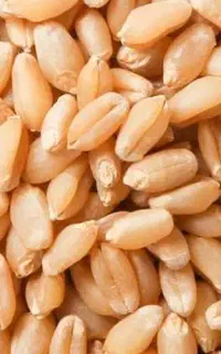 بذر گندم مهین
