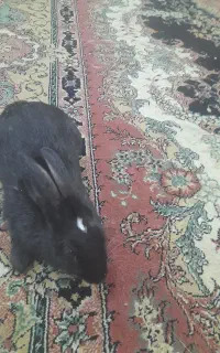 بچه خرگوش  ۲۰ روزه و دوتا نر