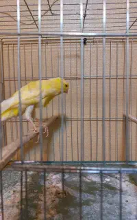 قناری ماده و نر سوپری