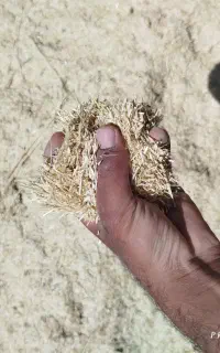 کاه گندم ریز