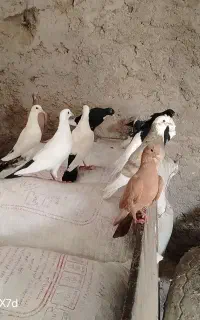 جوجه زرد گلی دمسیاه