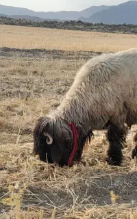 کوهه قوچ شهرکردی جنس دار
