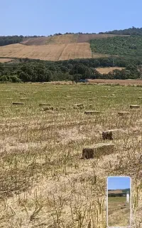 کاه کاه کاه فقط گندم
