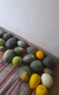 خربزه دیم و محلی و گورجه محلی
