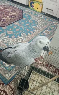 کاسکو