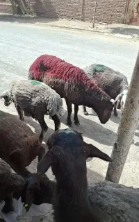 قوچ جوان شیره دار