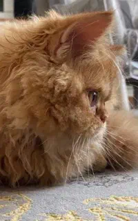 ‌گربه