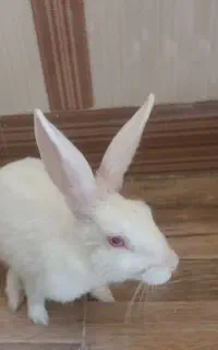 خرگوش شش ماهه