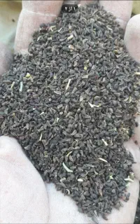 اسپند تخم وبا پوست