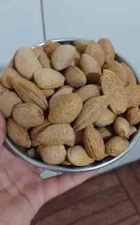 بادام درختی