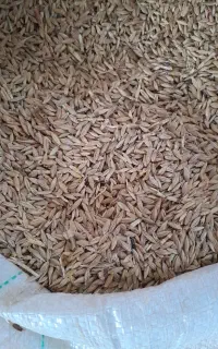 فروش یه تن جو محلی