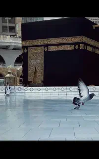 حج عمره الویت دار