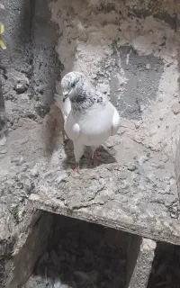 باش سپه نر
