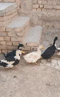 اردک