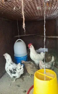 مرغ گلین