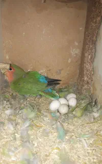 طوطی برزیلی روی تخم
