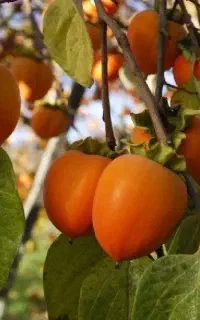 تولید نهال خرمالو پربار