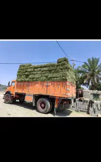 فروشه یونجه ۱ساله  هرکیلو ۲۸هزارتومن