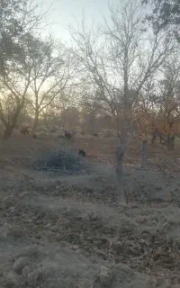 خدمات باغبانی و کشاورزی
