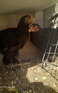 جوجه مرغ برهما
