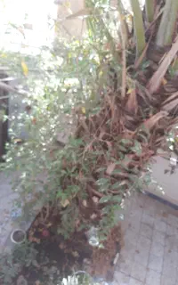 فروش نخل مثمر