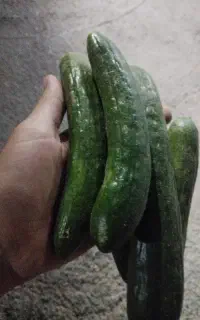 خیار سالادی