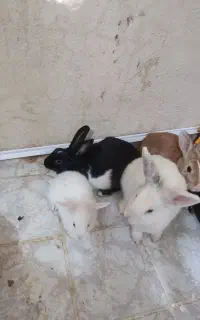 چهار عدد خرگوش دوتا لوپ