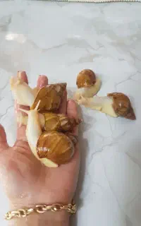حلزون