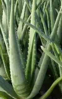 برگ طبیعی الوئه ورا (مصارف گوناگون درتوضیحات آگهی)