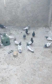کفتر یا کبوتر سینه سیاه وسبز