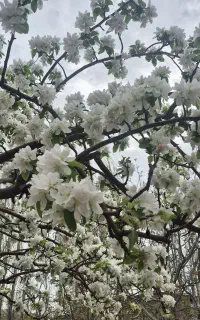 سرایدار افغان برای باغ