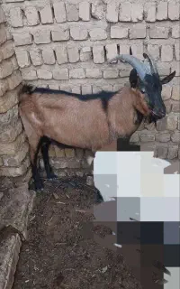 بزنر اصیل آلپاین