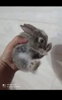 خرگوش