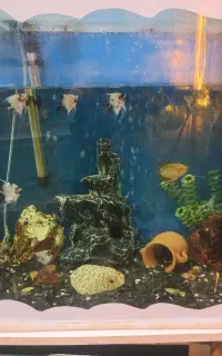 آکواریوم و ماهی معاوضه با پرندگان زینتی