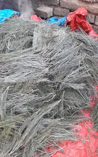 فرصت طلایی در دل طبیعت