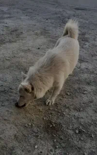 سگ گمشده سفید