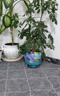 گل و گیاه