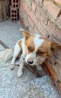 سگ پا کوتاه