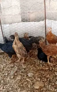 جوجه محلی اصل