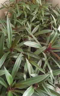 گل آپارتمانی