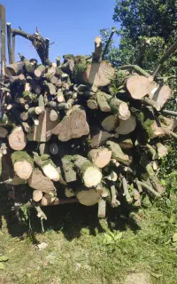 خرید چوب پرتقال در شهرستان رودسر