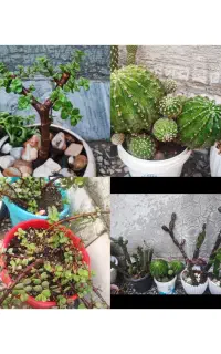 یه گل بخر ده تا بخر حراج واقعی