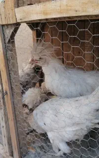 مرغ وخروس لهستانی