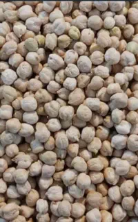 فروش عمده و کیسه ای نخود درجه یک و دو کرمانشاه