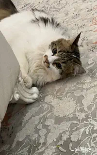 گربه زیبا