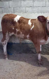 پرواری گوساله
