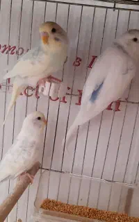 پرنده